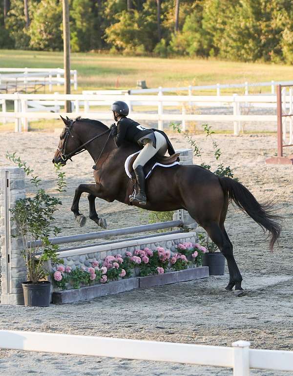 thoroughbred-horse-for-sale