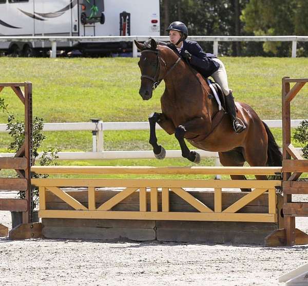 thoroughbred-horse