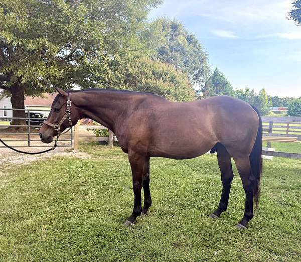 thoroughbred-gelding