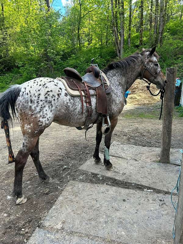 bay-chestnut-appaloosa-foal