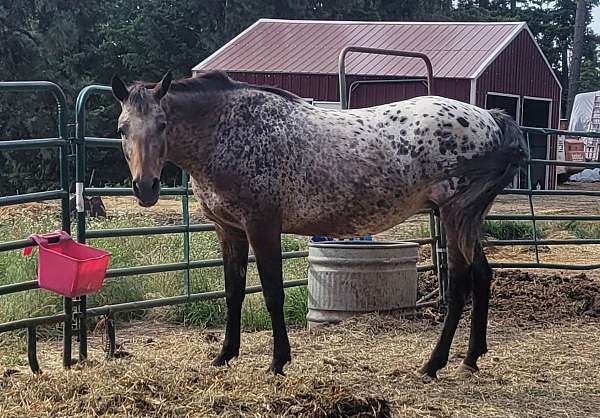 bay-chestnut-appaloosa-filly