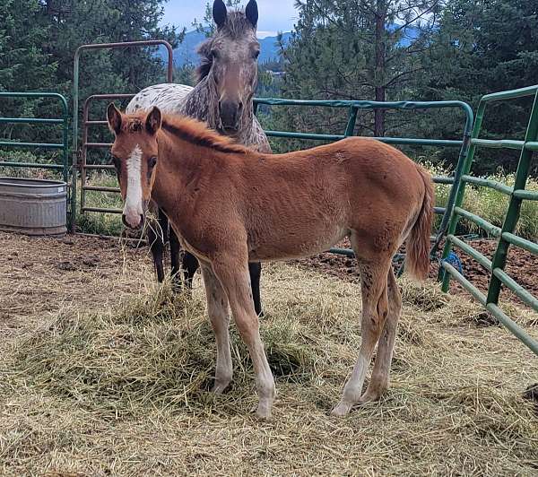 bay-chestnut-appaloosa-mare