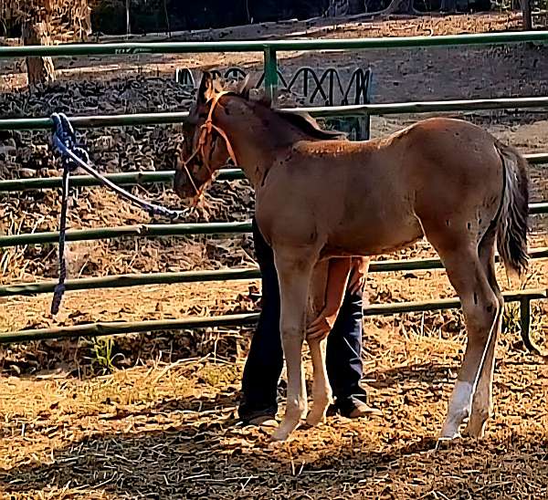 3-white-socks-horse