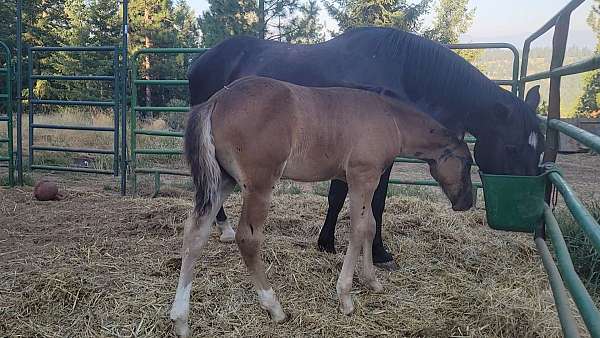 black-appaloosa-colt