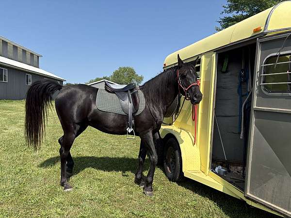 comfortable-gaits-arabian-horse