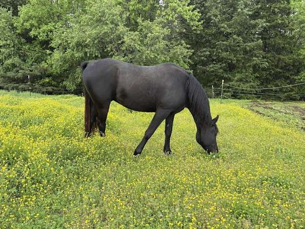 riding-gelding-arabian-horse