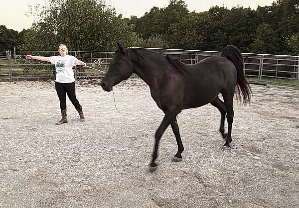 area-arabian-horse