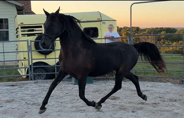 arena-arabian-horse