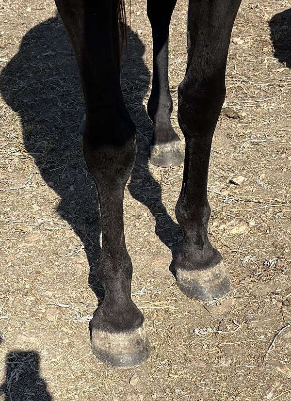 big-personality-arabian-horse
