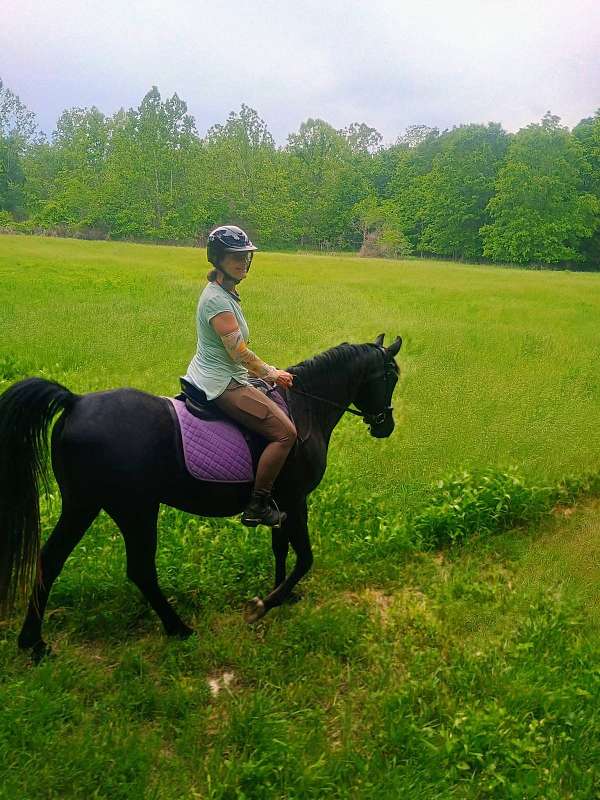 black-arabian-horse