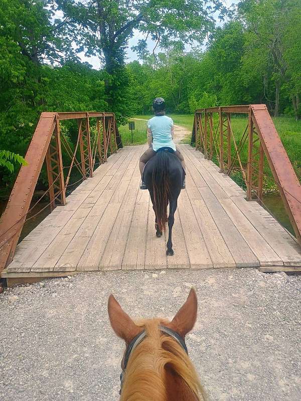 comfortable-arabian-horse