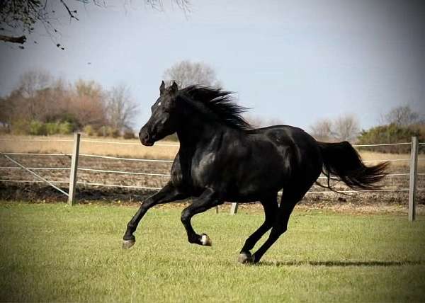 y-rocky-mountain-horse
