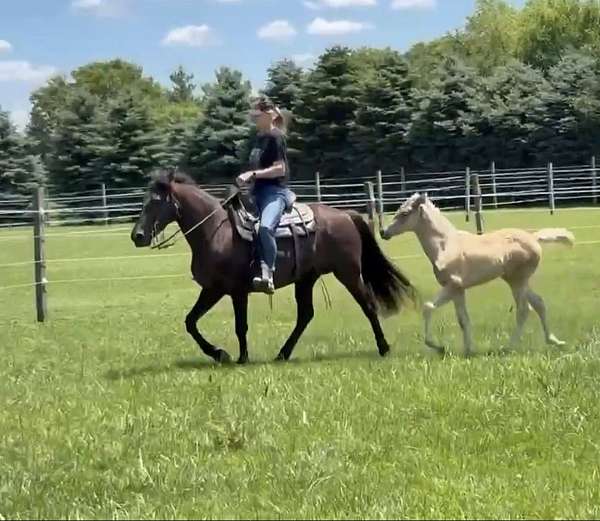 breeding-rocky-mountain-horse