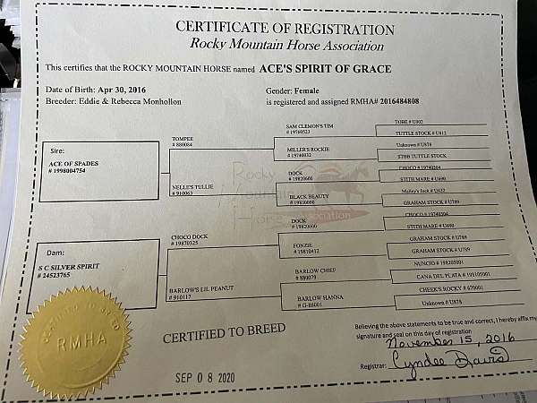 experienced-rocky-mountain-horse