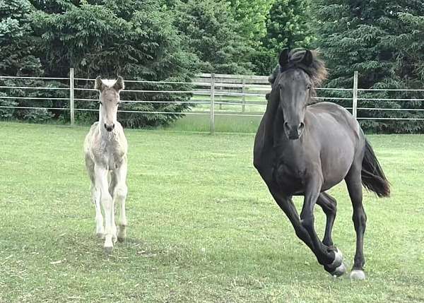 smokey-black-futurity-eligible-horse