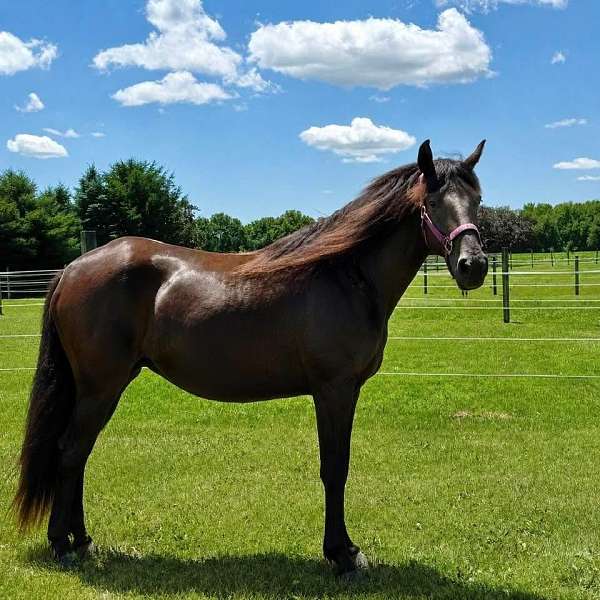 smokey-black-rmha-mare