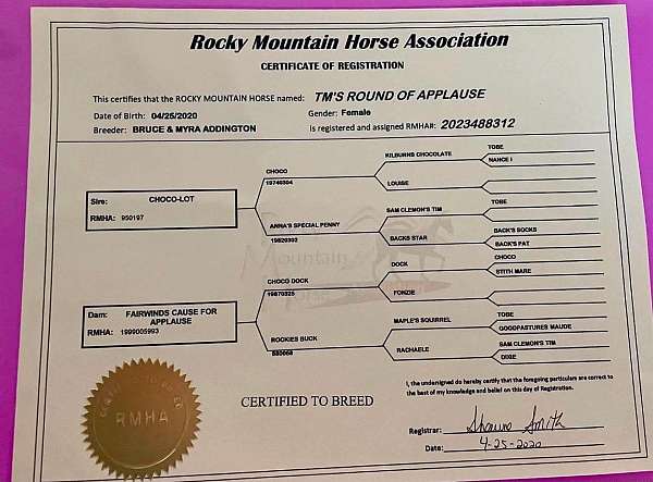 breeding-rocky-mountain-horse