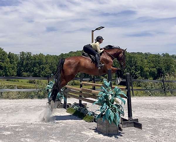 jumping-trail-belgian-horse