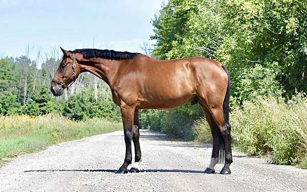 17-hand-belgian-warmblood-gelding