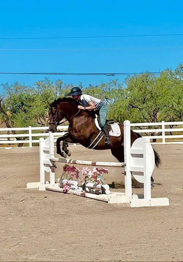 thoroughbred-mare