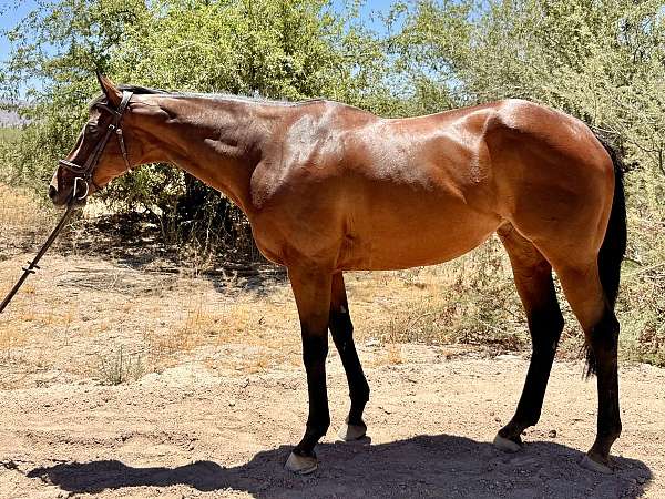 thoroughbred-horse-for-sale