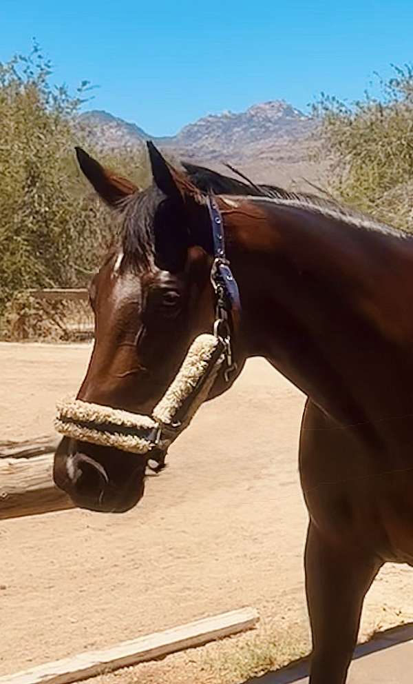 thoroughbred-horse