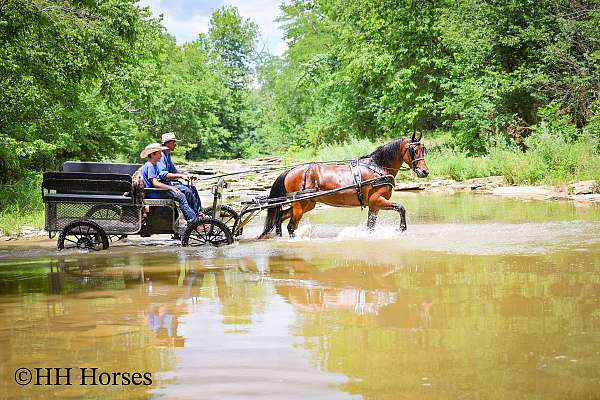 all-around-friesian-horse