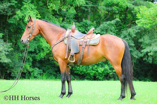 beginner-friesian-horse