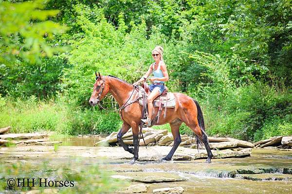 drill-team-friesian-horse
