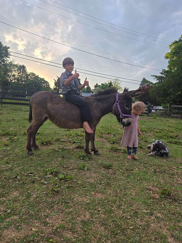 donkey-mare