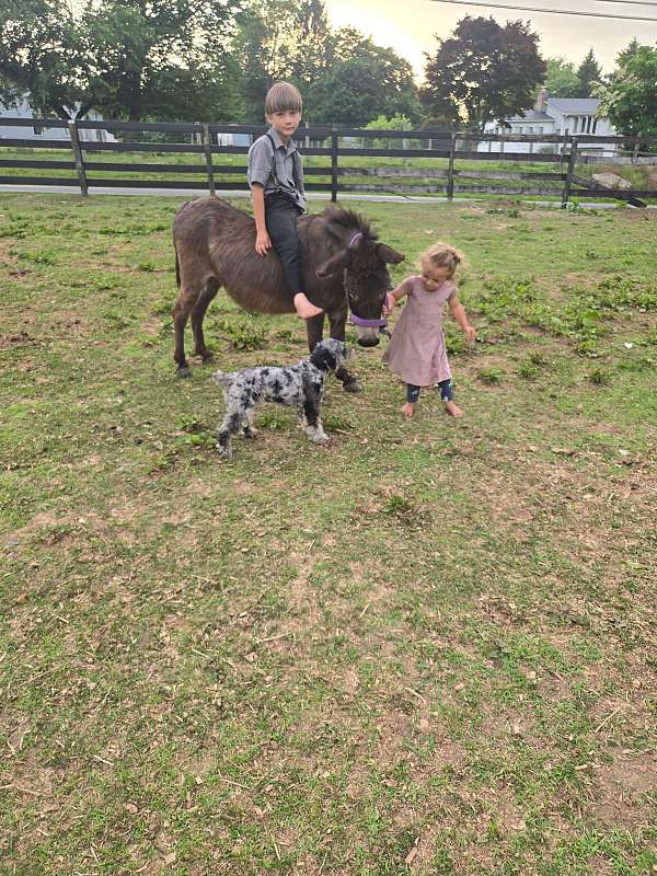 donkey-for-sale