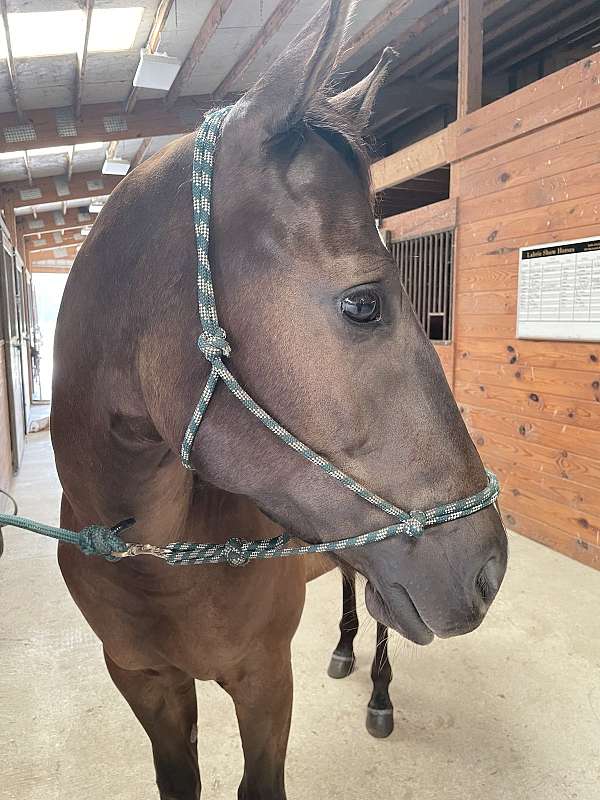 all-around-quarter-horse