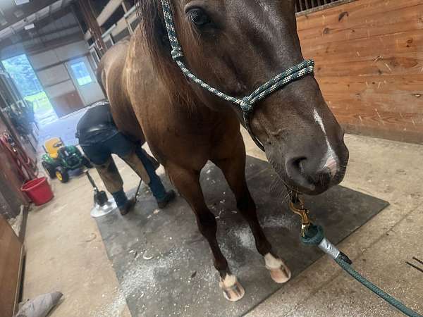 best-quarter-horse