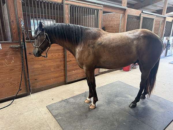 boy-quarter-horse
