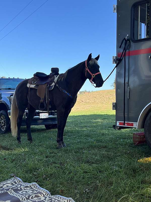 chocolate-athletic-trail-horse