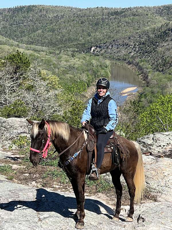 rocky-mountain-horse-for-sale