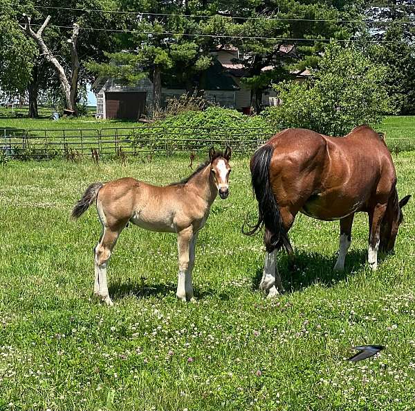 draft-colt