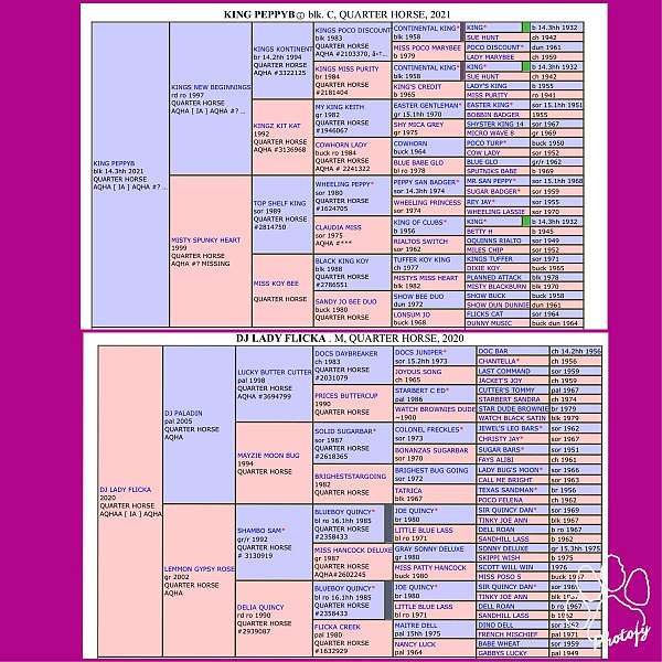 quarter-horse-filly