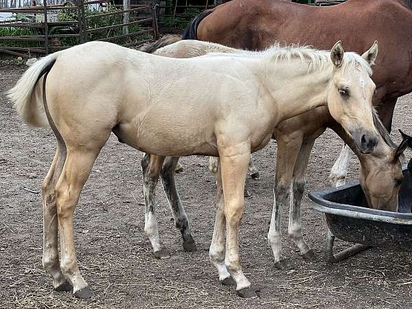 palomino-foundation-ranch-horse
