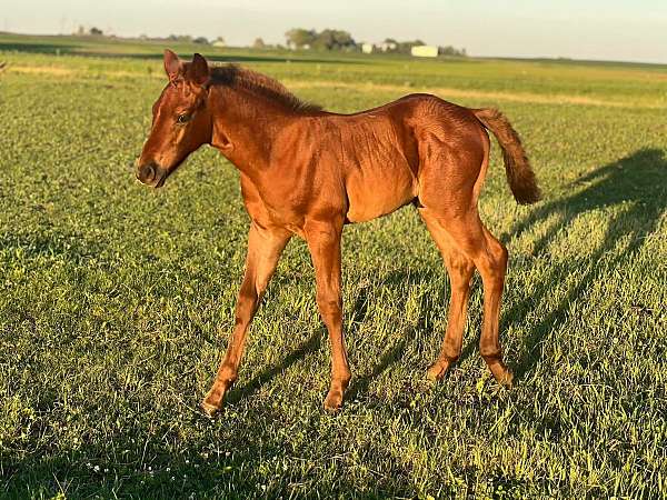 quarter-horse-colt