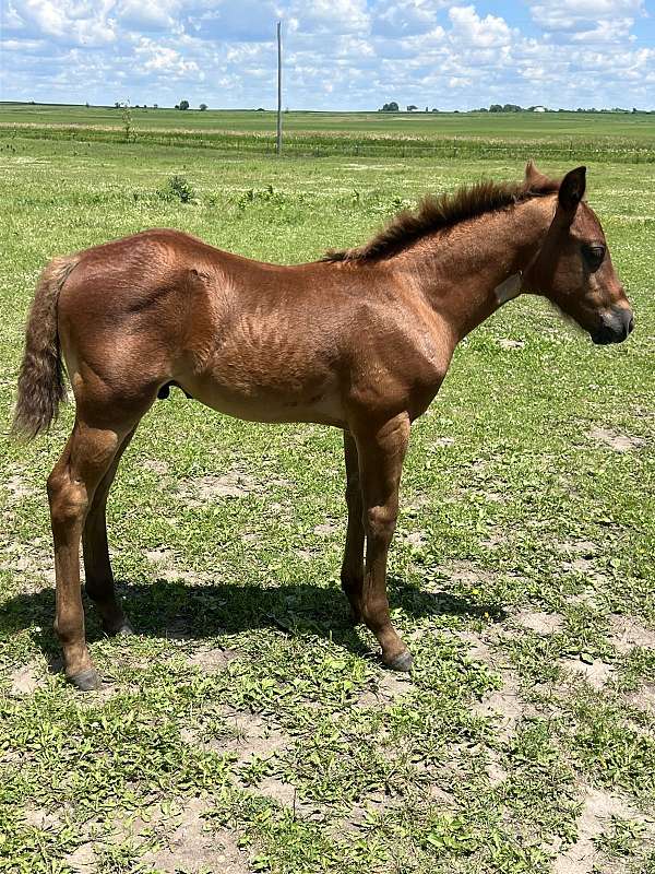 quarter-horse-for-sale