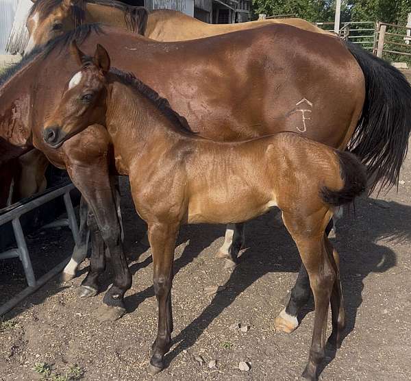 quarter-horse-filly