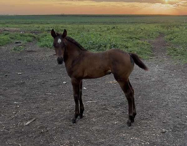 great-prospect-filly