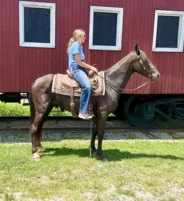gentle-trail-missouri-fox-trotter-horse
