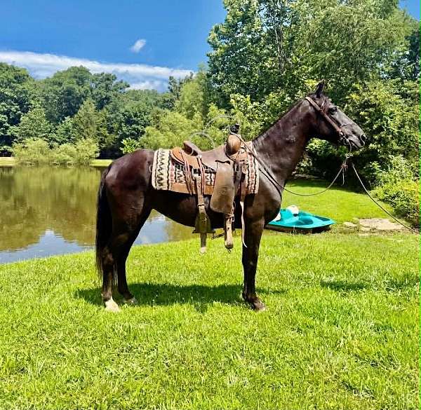mannered-missouri-fox-trotter-horse