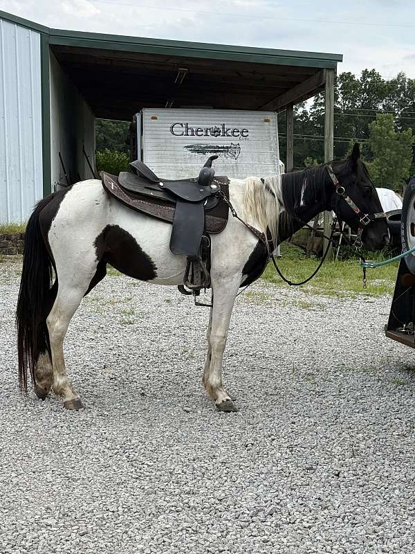 trail-working-standardbred-horse
