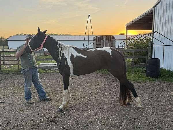 gaited-spotted-saddle-horse