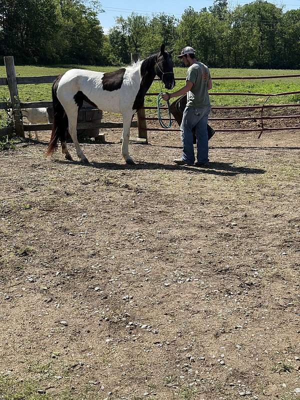 pacing-spotted-saddle-horse