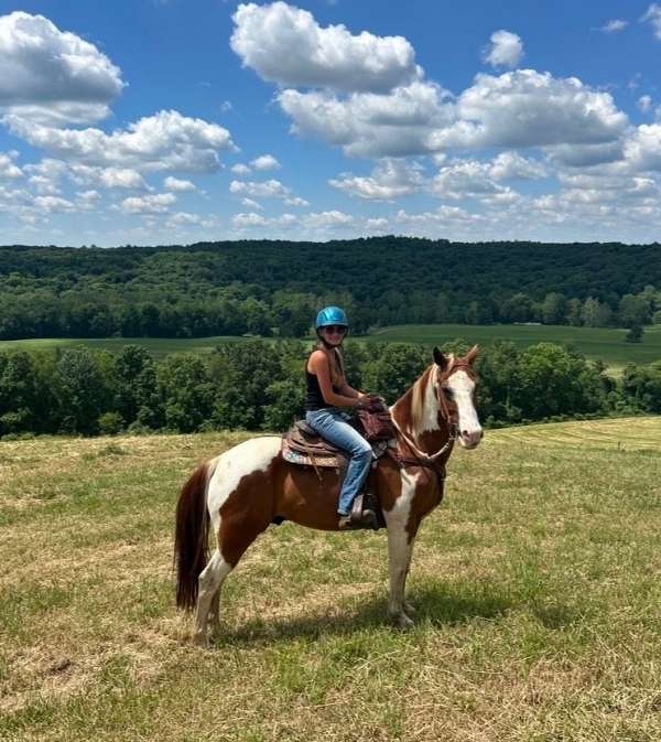 trail-trail-riding-pinto-quarter-horse