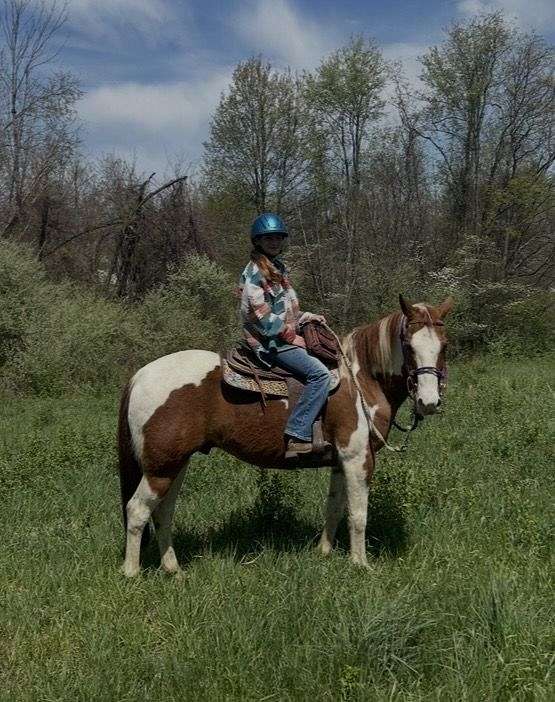 pinto-pinto-quarter-horse-gelding